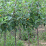 О разрешении ввоза саженцев из Италии - Россельхознадзор