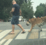 Самарцы встретили  на улице тигра: видео и фото - Телерадиокомпания Терра