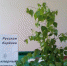 В школе п. Новый Кутулук прошел фольклорный праздник - Samara.Edu.Ru