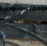 В Самаре несколько котят замурованы в подвале жилого дома - ГТРК Самара