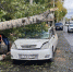 В Самаре огромное дерево рухнуло на машину с водителем - Губерния ТВ