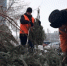 В Новокуйбышевске елки меняют на щепки - ГТРК Самара
