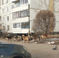 В Тольятти бездомные собаки сбиваются в стаи - Комсомольская Правда Самара