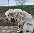 Собака с трудом пыталась подняться - Комсомольская Правда Самара