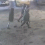 В Самаре будут судить банду вымогателей и налетчиков - Волга Ньюс