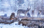 "Нужен другой подход": откуда в Самаре стаи бродячих собак