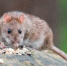 Крыса вынырнула из унитаза и укусила сидящего на нем ребенка в Подмосковье - НИА Самара