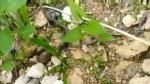На экскурсионной площадке Самарской Луки расчленение сняли на видео