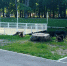 В городском парке обитает огромная свора собак - ТРК Скат