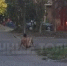В одном из дворов Тольятти горожан напугал голый мужчина - ГТРК Самара