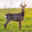 Косуля. Фото из свободных источников - Самарское отделение РГО