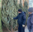 Стала известна стоимость елок в Самарской области - ГТРК Самара
