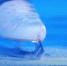 В Сызрани состоялись финалы Кубка России и Кубка Федерации по синхронному фигурному катанию на коньках - НИА Самара