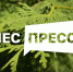 Рослесхоз: открыт прием заявок на I Всероссийский конкурс среди журналистов и блогеров «ЛЕС-ПРЕСС» - Минлесхоз