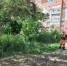 В Тольятти полицейские уничтожили более 600 квадратных метров дикорастущей конопли - НИА Самара