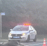 В Самарской области сбили лося на трассе М5 - ГТРК Самара