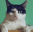 Россиянин выбросил кота с восьмого этажа из чувства мести - Губерния ТВ