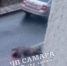 В Самаре на ул. Советской Армии задавили пенсионерку - ГТРК Самара