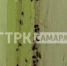 В Самарской области собственников квартир через суд заставляют морить тараканов - ГТРК Самара