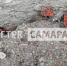 В Самаре началось нашествие клопов-солдатиков - ГТРК Самара