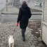 Собаки разодрали домашнего песика в центре Самары в районе ТТУ на Владимирской - ProGorodSamara.Ru