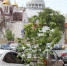 На сайте администрации города появились фотографии успешно пересаженных деревьев с улицы Куйбышева - ProGorodSamara.Ru