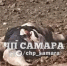 Очевидцы: в Самаре поезд насмерть раздавил двух человек на станции «Киркомбинат» - ГТРК Самара