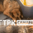 В самарском трамвае заметили пушистых пассажиров - ГТРК Самара