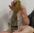 Разнюхала секретный рецепт маринованных огурцов как из хот-догов на АЗС: теперь готовлю их дома и радуюсь - ProGorodSamara.Ru
