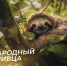 Международный день ленивца 20 октября: яркие открытки для необычного праздника, интересные факты о животном и веселые тосты - ГТРК Самара