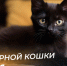 День черной кошки - 17 ноября 2024: открытки и поздравления для соцсетей и мессенджеров - ГТРК Самара