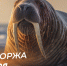 24 ноября – День моржа: поздравления в стихах и прозе, открытки для мессенджеров и соцсетей - ГТРК Самара