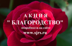 Акция "Благородство"