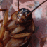 "Тараканы атакуют!": как избавиться от “гостей” из соседней квартиры и вернуть чистоту дома - ProGorodSamara.Ru