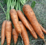 Проверенные способы сберечь дачные припасы до весны - Самарская Газета