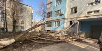 В Самаре экс-работник ЖКХ предстанет перед судом из-за упавшего на женщину дерева  - Самарская Газета