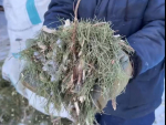 120 кубометров новогодних елок собрано в Самаре