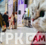 В Самаре гигантский кот обнимал гостей фестиваля "Пластилиновый дождь - 2025" - ГТРК Самара