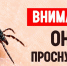 Осторожно, клещи! - Противотуберкулезный диспансер