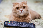 В Самаре каждый четвертый любит отечественные сериалы