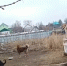 Животные из стихийной передержки в Красноярском районе будут распределены по официальным приютам - Волга Ньюс