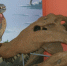 Deinosuchus достигал гигантских размеров и питался динозаврами 75 млн лет назад - ProGorodSamara.Ru