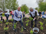 125 роз высажено на набережной в честь предстоящего юбилея  Самарской ГРЭС