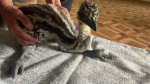 В Тольятти спасли страусенка, которого живодеры бросили умирать в лесу