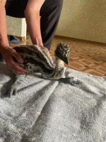 В Тольятти спасли страусенка, найденого в ульяновском лесу
