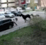 В Новокузнецке два коня сбежали и сбили девочку - НИА Самара