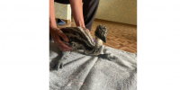 Брошенный в лесу эму попал в самарский приют - ГТРК Самара