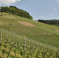 Самарское винодельное предприятие Denisov Winery расширяет плантации - ИА Медиа Ток