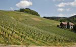 Самарское винодельное предприятие Denisov Winery расширяет плантации