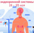 Эндокринная система - Городская поликлиника №13